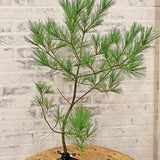 Unique cast iron branch holder styled after a Christmas tree stand supporting a pine branch on a wooden table with a brick wall background