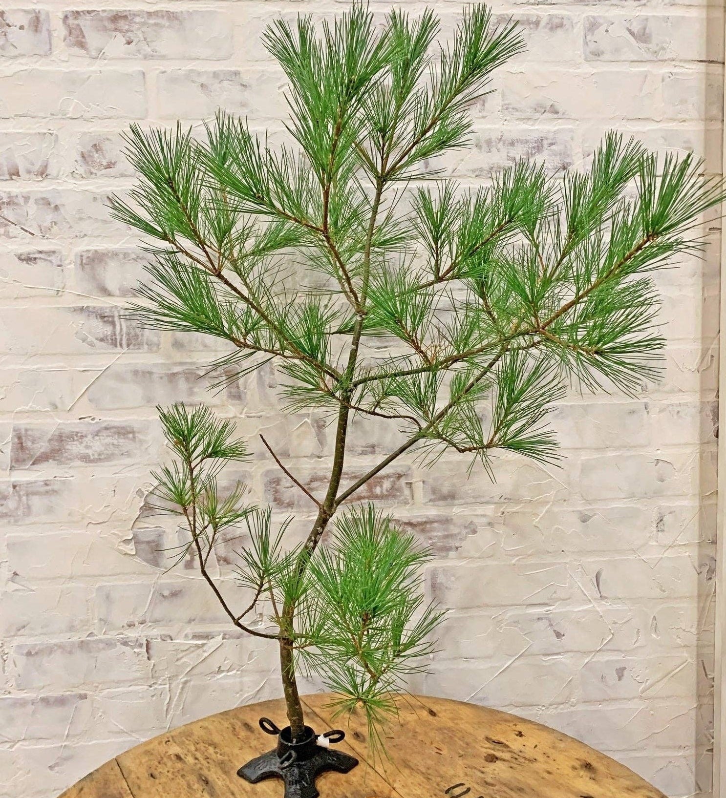 Unique cast iron branch holder styled after a Christmas tree stand supporting a pine branch on a wooden table with a brick wall background