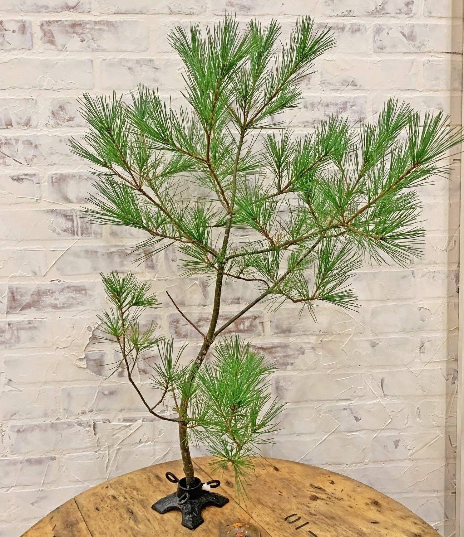 Unique cast iron branch holder styled after a Christmas tree stand supporting a pine branch on a wooden table with a brick wall background